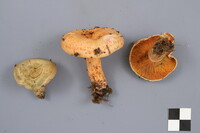 Lactarius deterrimus image